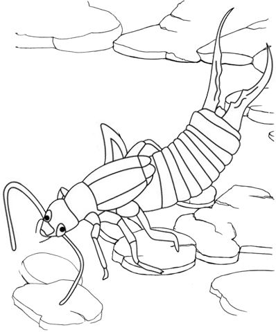 Fascinating earwig coloring pages for children animal coloring pages insect coloring pages coloring pages