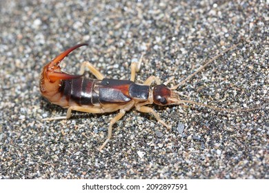 Striped earwig images stock photos d objects vectors