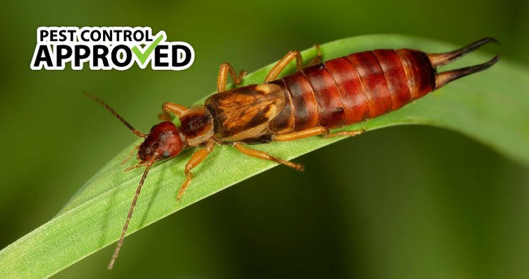 Everything to know about earwigs and treatments