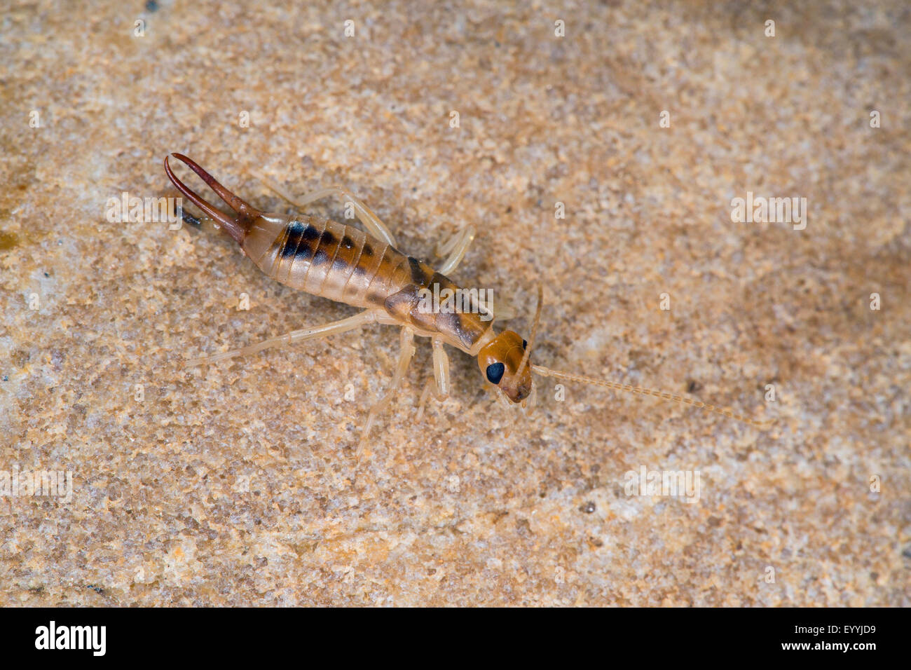 Striped earwig hi