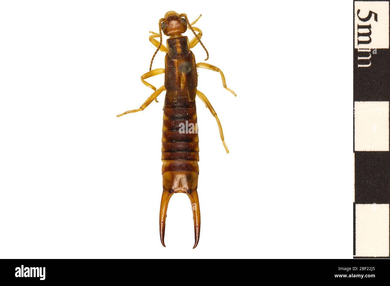 Striped earwig hi