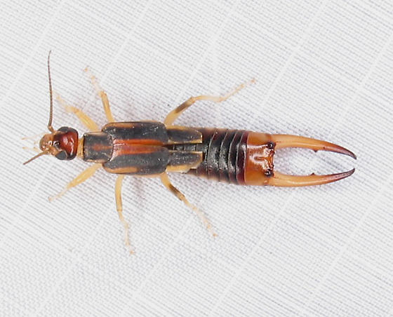 Unknown earwig