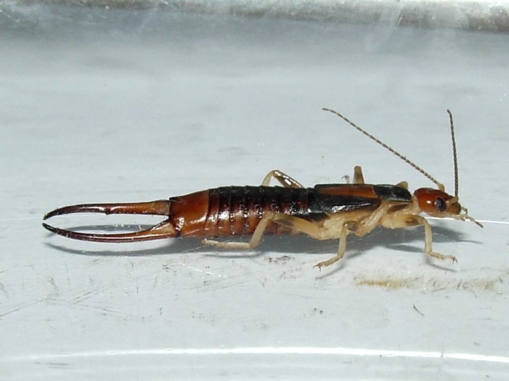 Shore earwig matbio beetles flies true bugs and other insects