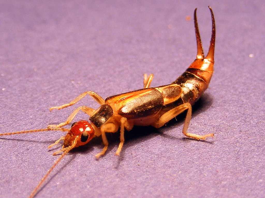 Shore earwig matbio beetles flies true bugs and other insects