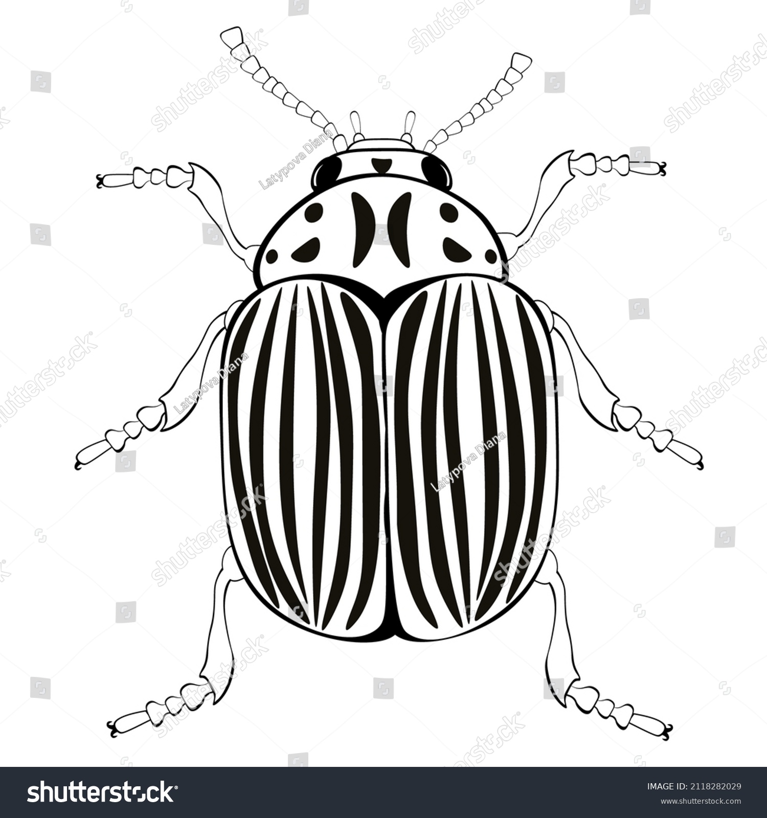 Striped earwig images stock photos d objects vectors