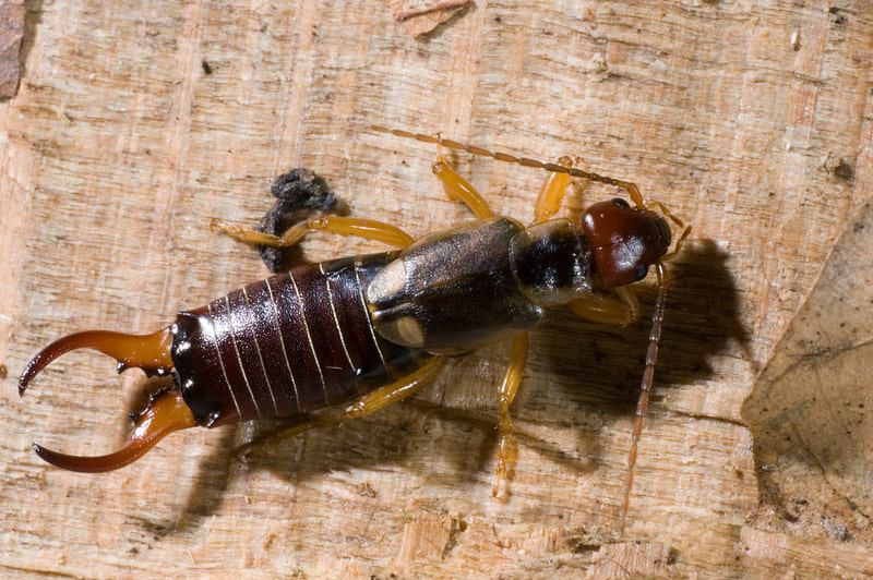 Earwig facts info and control tips