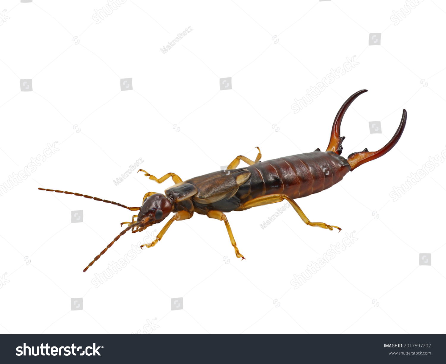 Best earwig isolated royalty