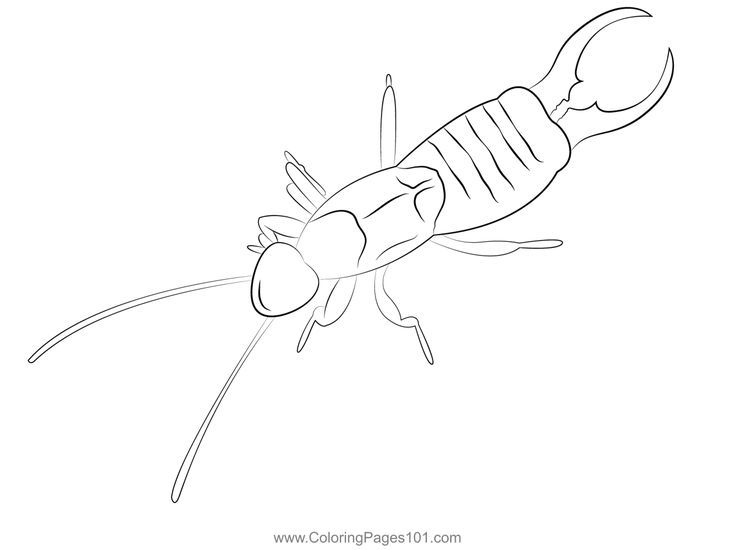 Pin on earwigs coloring pages