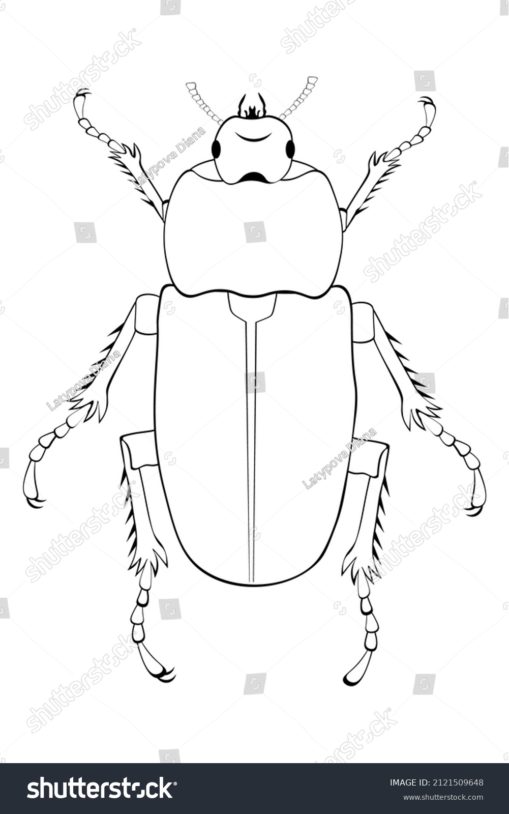 Striped earwig images stock photos d objects vectors