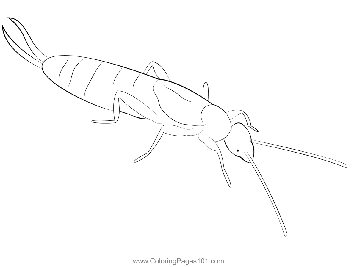 Earwig coloring page for kids