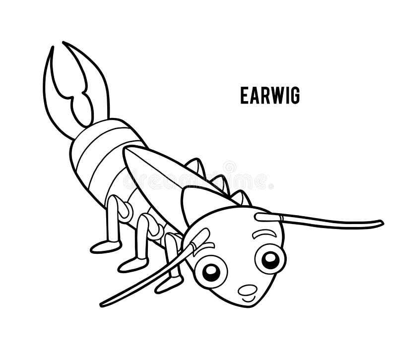 Earwig bug stock illustrations â earwig bug stock illustrations vectors clipart