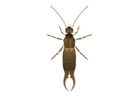 Earwig stock vector illustration and royalty free earwig clipart