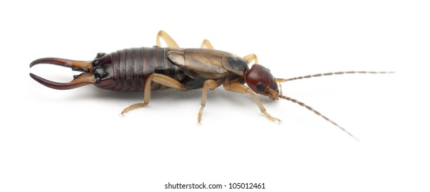 Best earwig isolated royalty