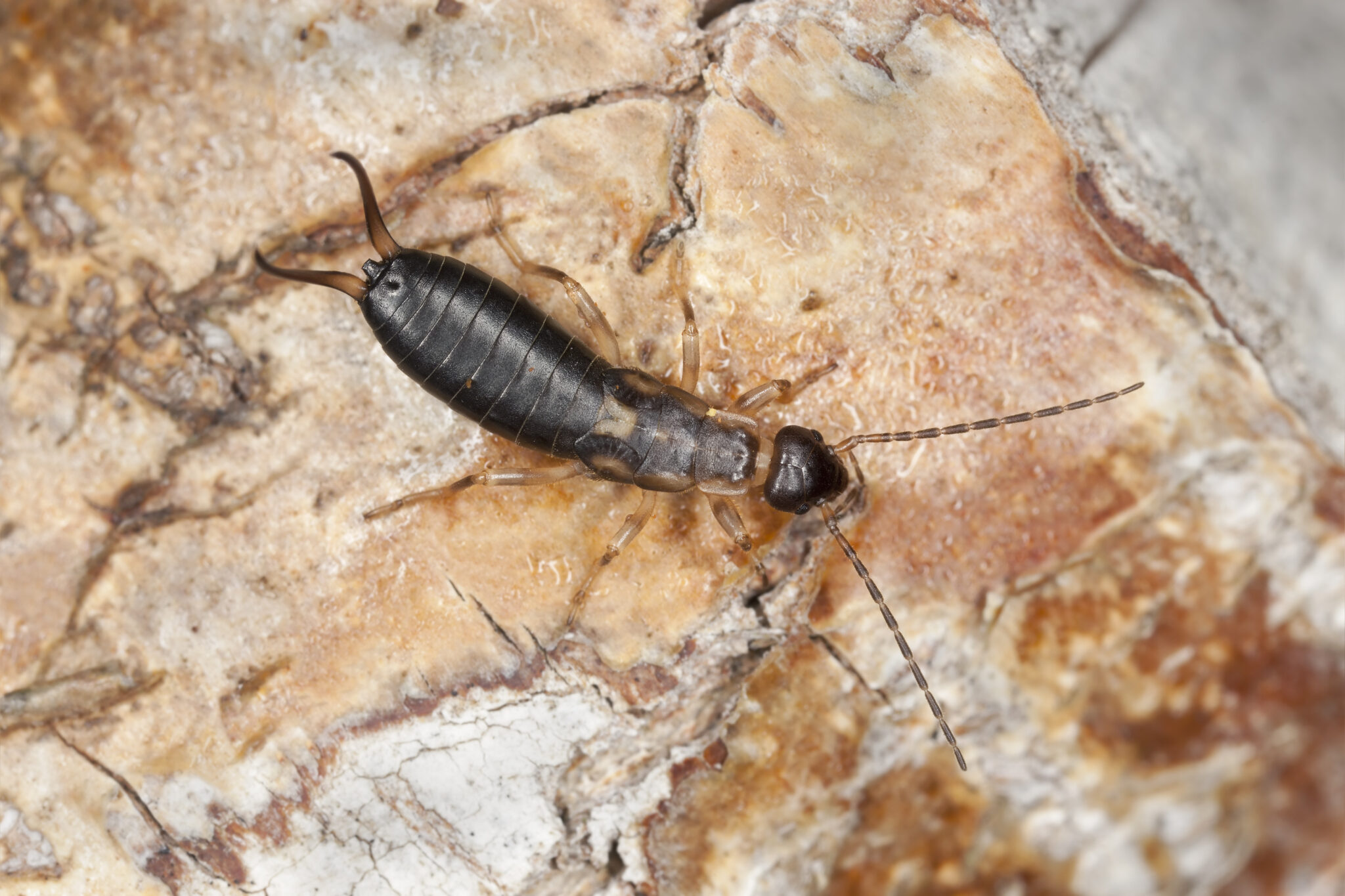 Earwig control identification remediation and prevention todays homeowner