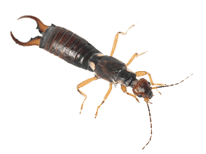 Earwig exterminators we eliminate earwig problems