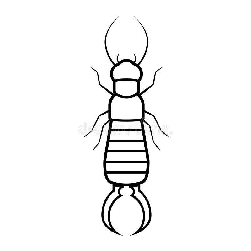 Earwig bug outline stock vector illustration of forficula