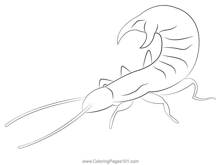 Pin on earwigs coloring pages