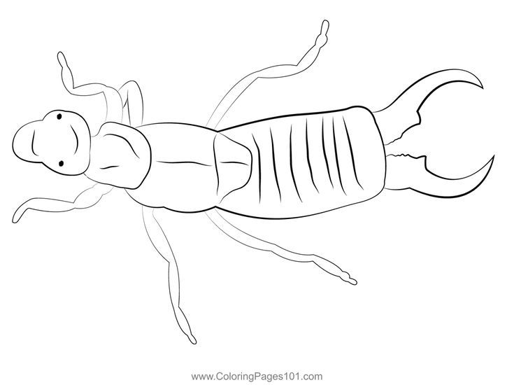 Pin on earwigs coloring pages