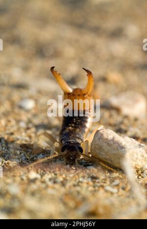 Striped earwig hi