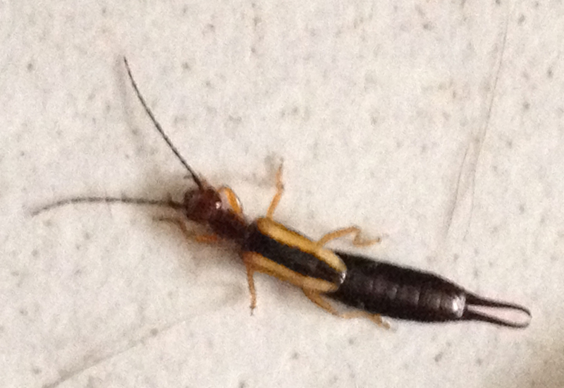 Earwig all you need to know