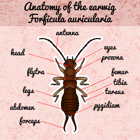 Earwig stock vector illustration and royalty free earwig clipart