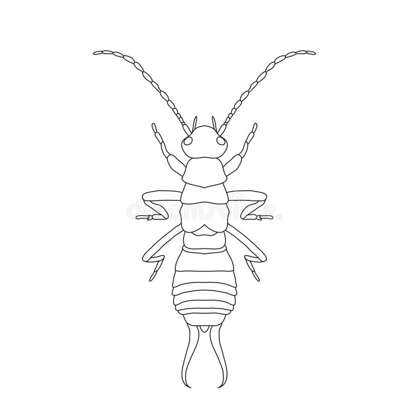 Mon earwig stock illustrations â mon earwig stock illustrations vectors clipart