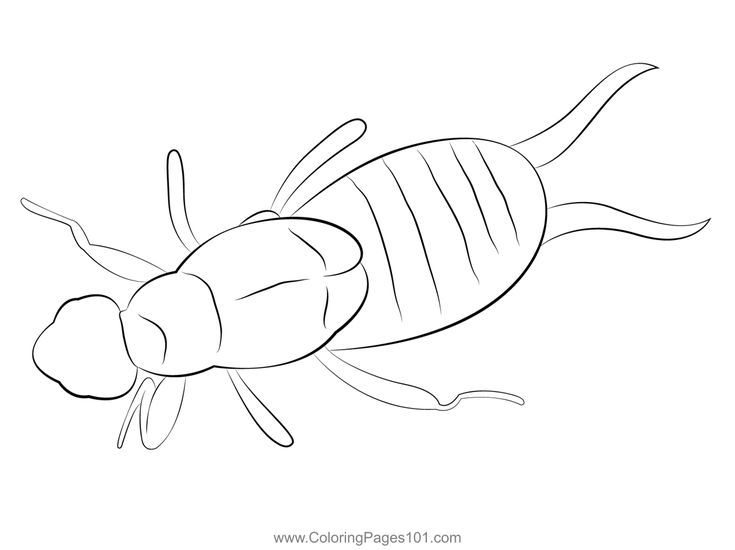 Pin on earwigs coloring pages