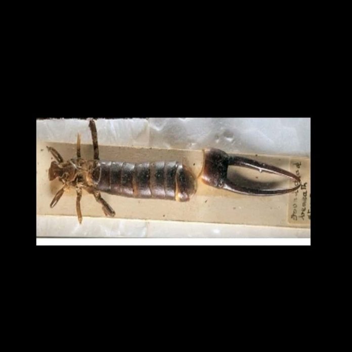 Types of earwigs how to identify different earwig species