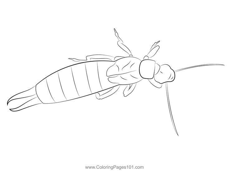 Earwig white coloring page coloring pages color earwigs