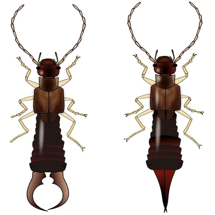 Types of earwigs how to identify different earwig species