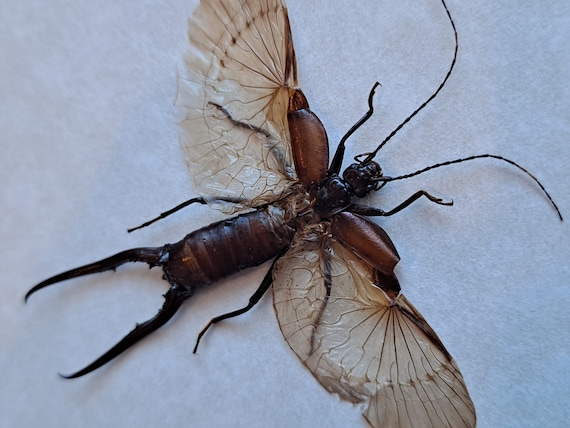 Forcipula gariazzi striped earwig framed dermaptera shadowbox