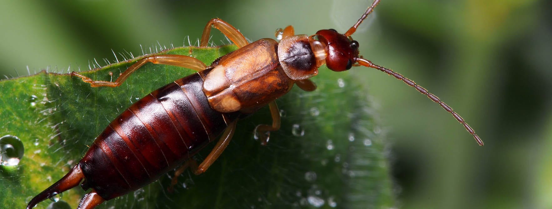 Earwig facts earwigs habitat control options