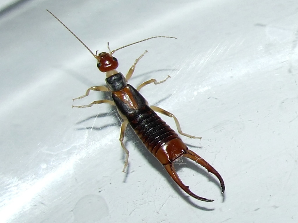 Shore earwig matbio beetles flies true bugs and other insects