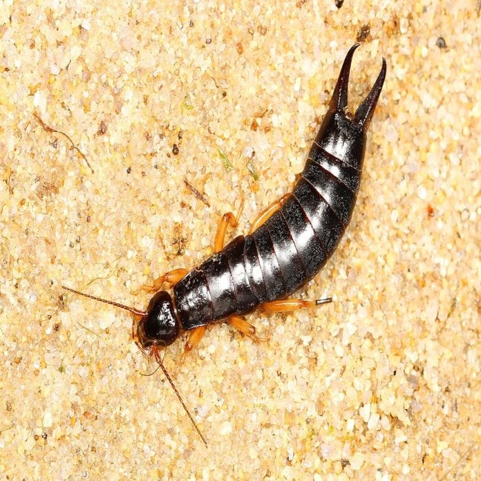 Types of earwigs how to identify different earwig species