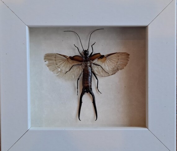 Forcipula gariazzi striped earwig framed dermaptera shadowbox