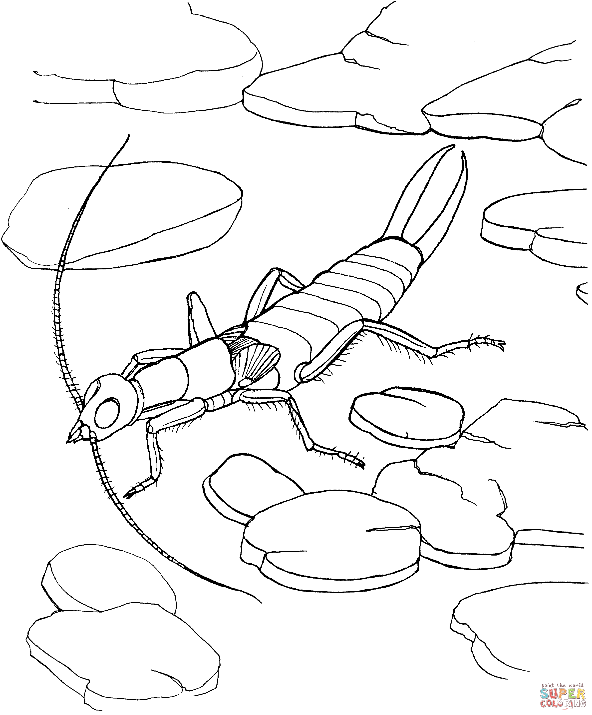 Riparian earwig coloring page free printable coloring pages