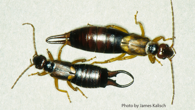 Earwigs nebraska extension in county