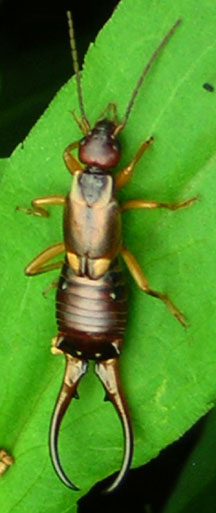 Earwig all you need to know