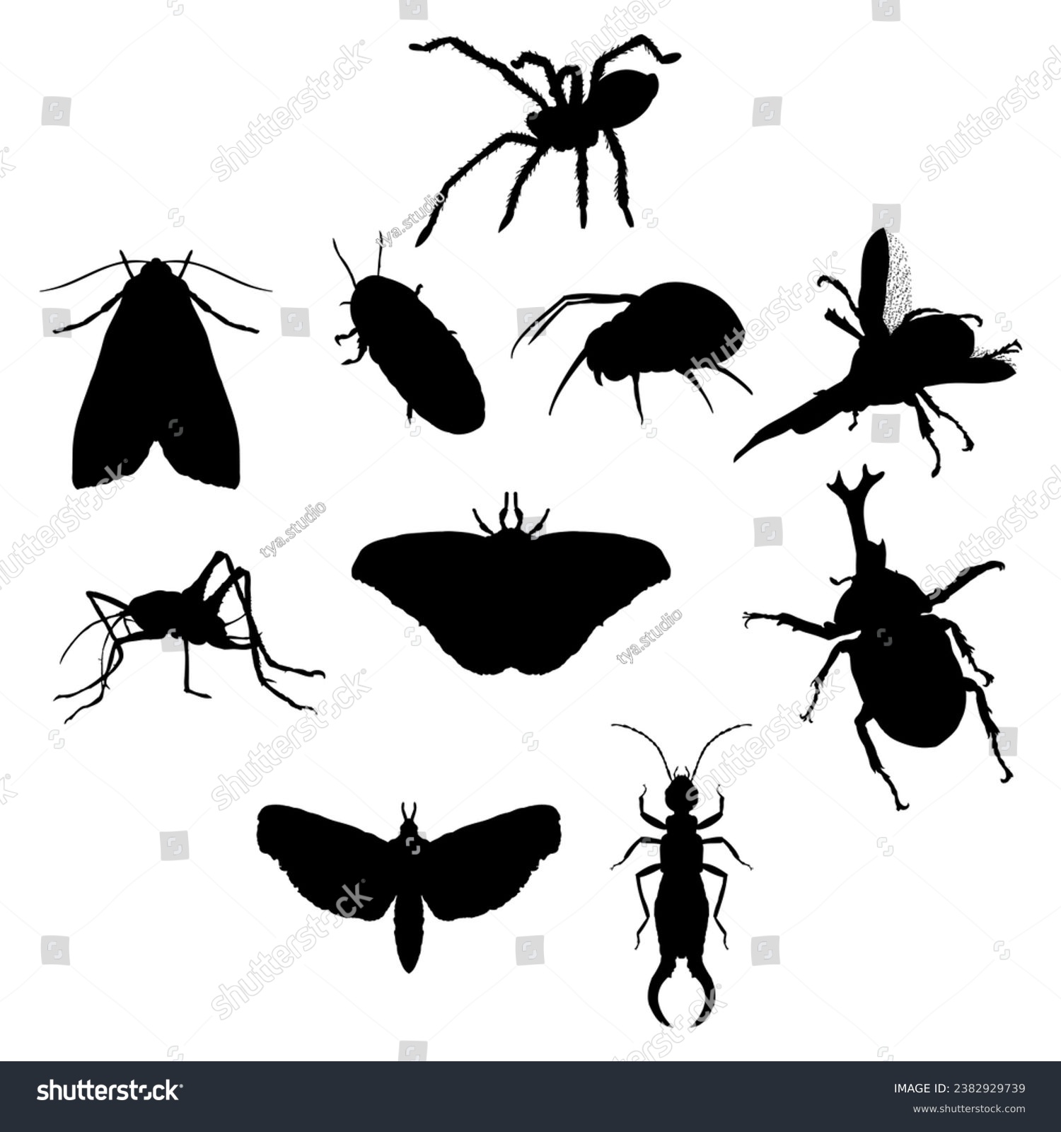 Striped earwig images stock photos d objects vectors