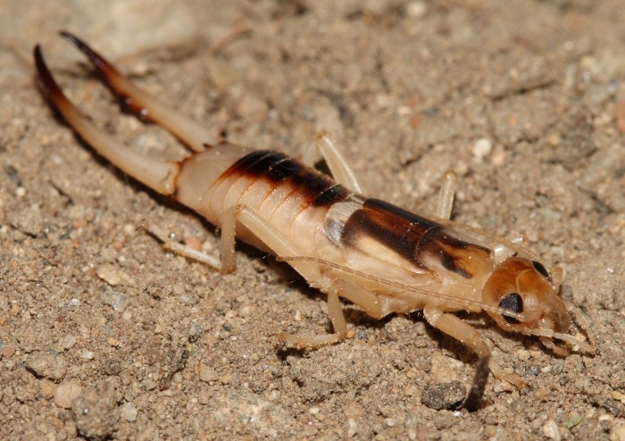 Shore earwig gtm research reserve arthropod guide