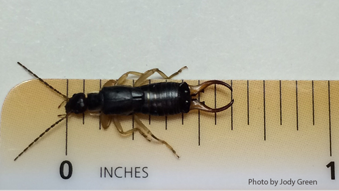 Earwigs nebraska extension in county