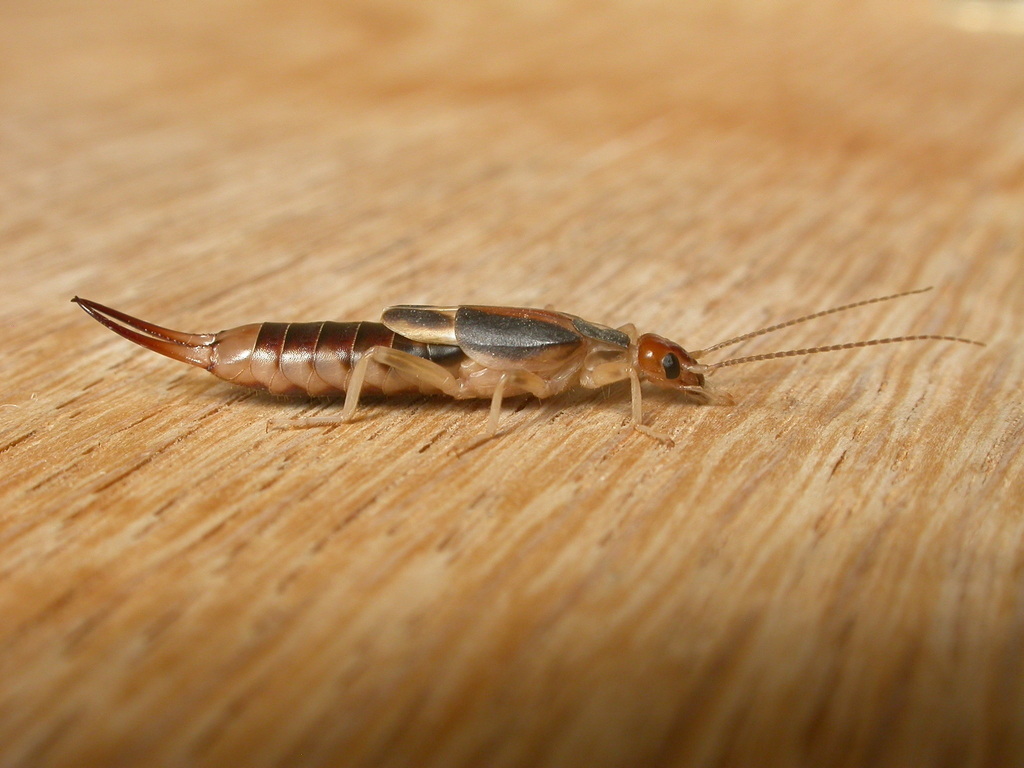 Shore earwig dermaptera earwigs of the british indian ocean territory