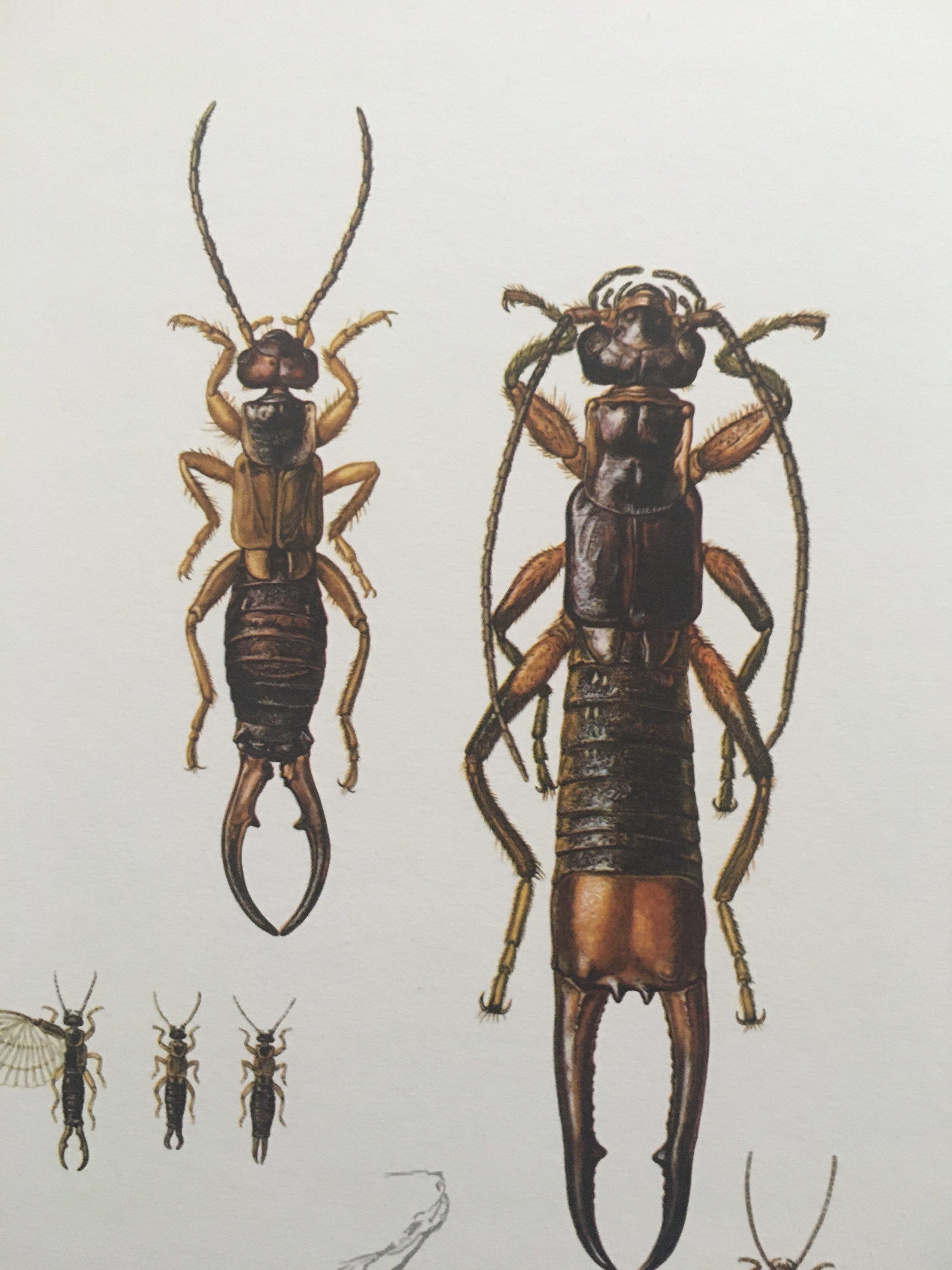 Earwig