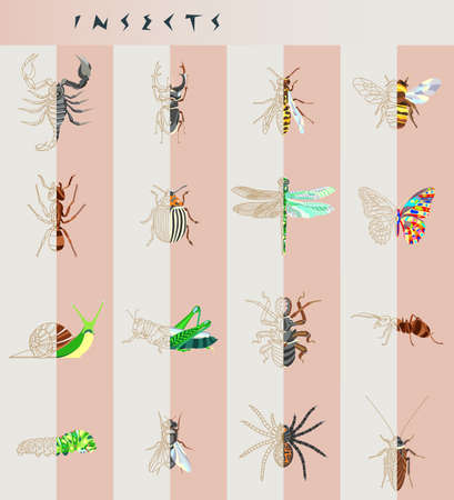 Animal alphabet earwig stock illustrations cliparts and royalty free animal alphabet earwig vectors