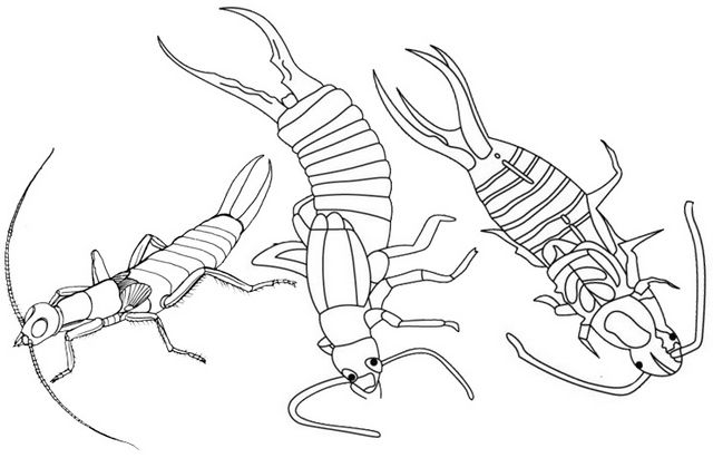 Fascinating earwig coloring pages for children insect coloring pages coloring pages animal coloring pages