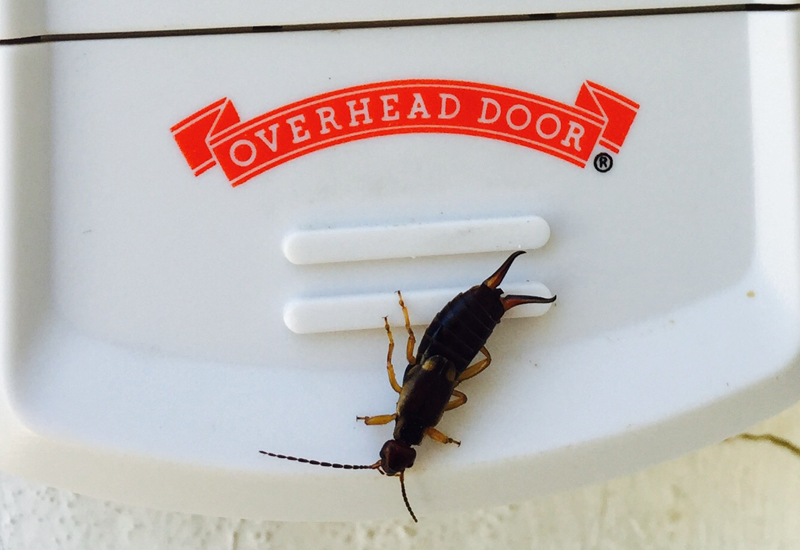 Earwig all you need to know