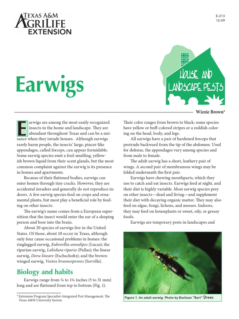 Earwigs biology and habits pdf insecticide insects