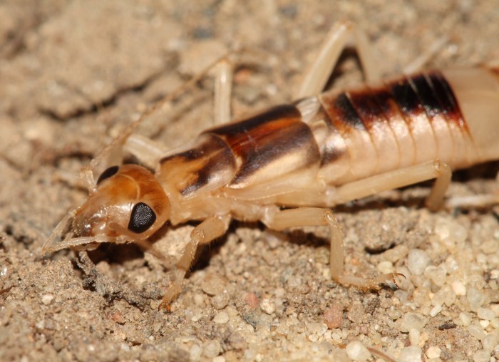 Shore earwig gtm research reserve arthropod guide