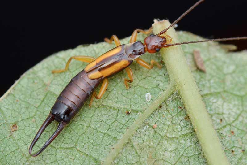 Diseases and pests archives page of gardeners path