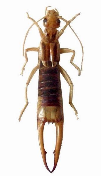 Shore earwig gtm research reserve arthropod guide